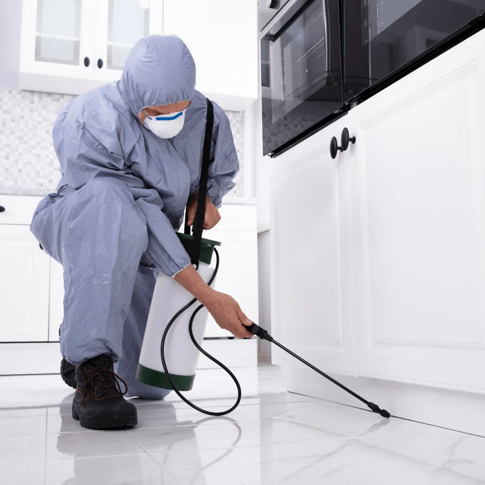 Pest Inspection
